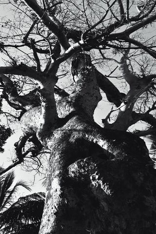 Majestic Tree in Monoch..