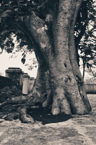 Majestic Old Tree 🌳✨