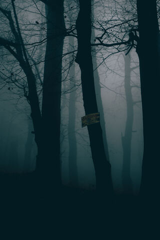 Mysterious Forest Fog �..