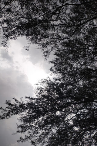 Whispering Shadows 🌳☁️