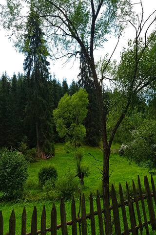 Serene Forest Retreat 🌲🌿
