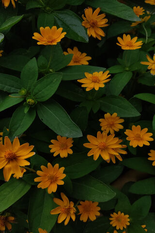 Bright Blooms of Sunshi..