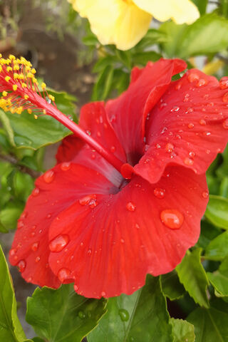 Radiant Red Hibiscus 🌺✨