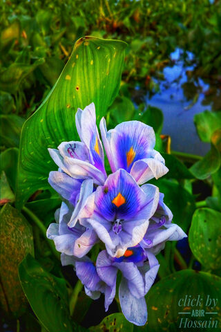 Beautiful Water Hyacint..
