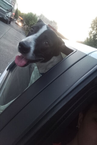 Joyride with a Happy Pu..