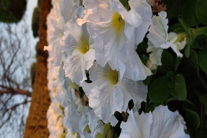 Flowers ?