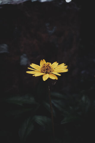 Radiant Yellow Blossom