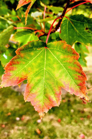 Autumn's Embrace