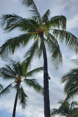 Tropical Paradise 🌴✨