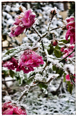 Winter Roses in Bloom