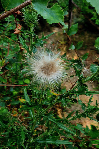 Nature's Fluffy Wonder 🌿✨