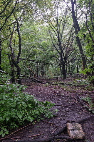 Enchanted Forest Path 🌳✨