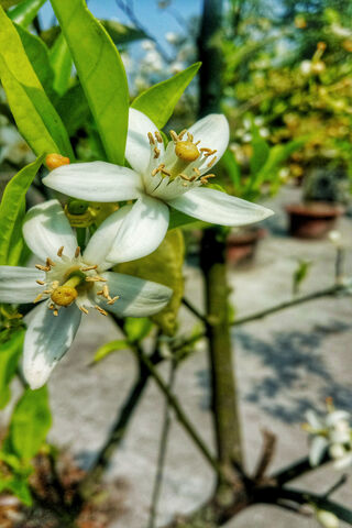 Blooming Citrus Beauty ..