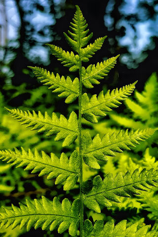 Lush Green Fern 🌿