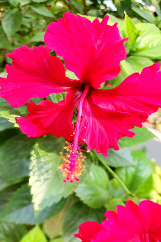 Vibrant Hibiscus Blosso..
