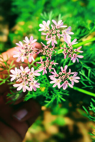 Delicate Blossoms of Na..
