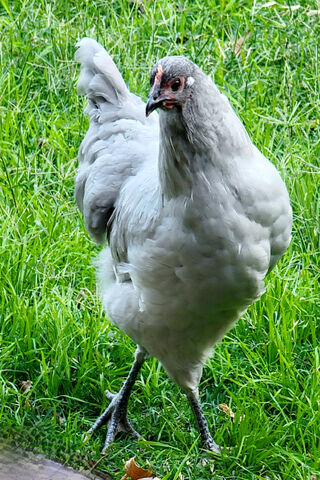Elegant Gray Hen Strutt..