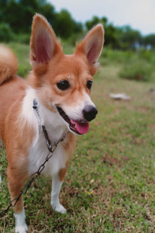 Happy Pup in the Park �..