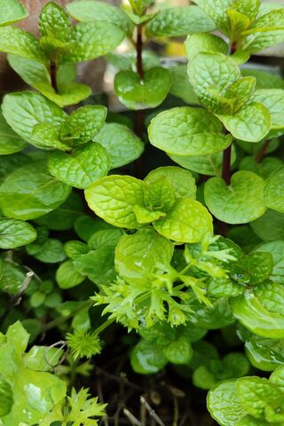 Green Green