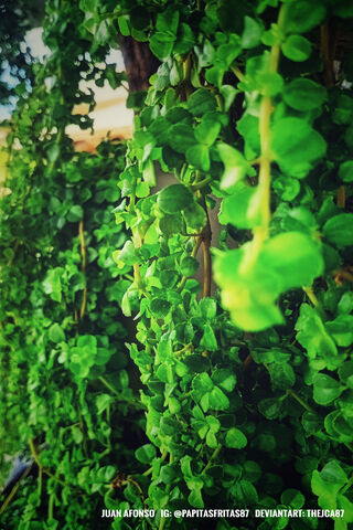 Lush Greenery 🌿✨
