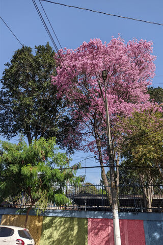 Blossoming Beauty 🌸
