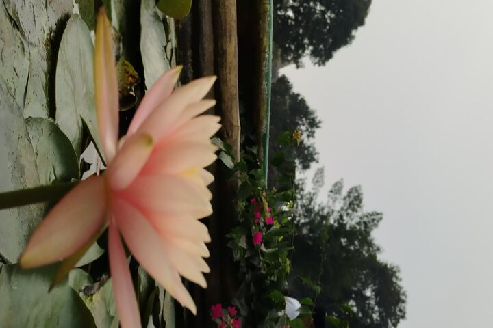Serene Lotus Blossom 🌸