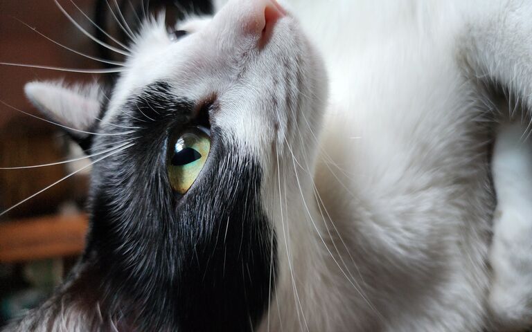 Majestic Feline Gaze 🐾✨