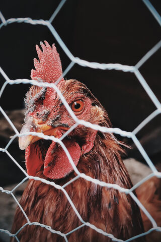 GALLINA: The Feathered Guardian of the Coop 🐔✨