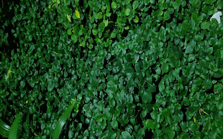Lush Greenery 🌿✨
