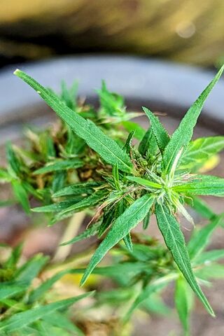 Lush Green Cannabis Pla..