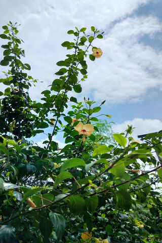 Blooming Beauty Under t..