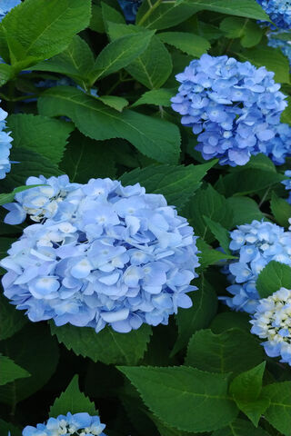 Beautiful Blue Hydrangeas 🌸💙