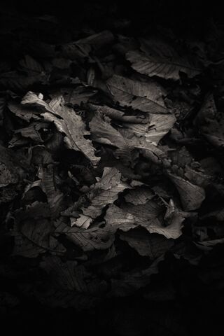 Hojas De Otoño