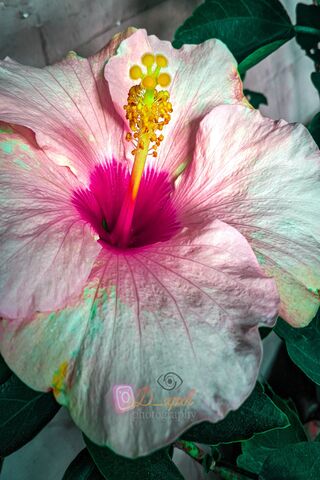 Stunning Hibiscus Bloss..