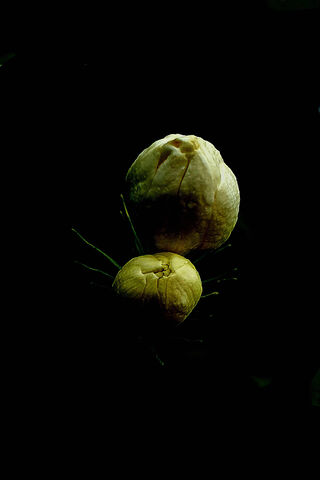 Jasmine Flower Buds