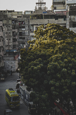 Urban Serenity 🌳🚍