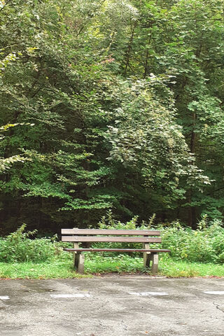 Serene Forest Bench 🌳🪑