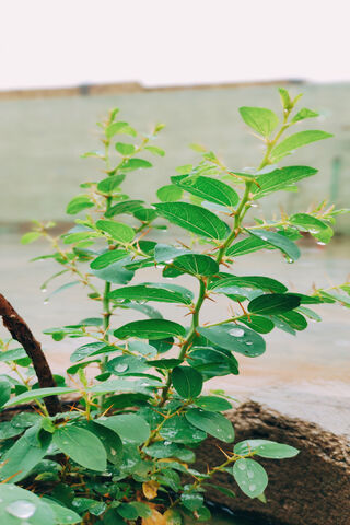 Fresh Green Growth Afte..