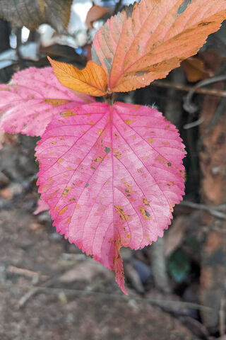 Autumn's Blush: The Vib..