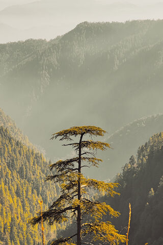 Majestic Murree: Nature..