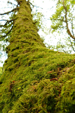 Enchanted Green: The Mossy Guardian 🌳✨