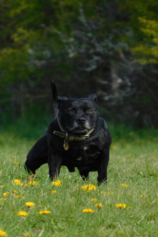 Magic The Staffy