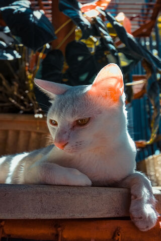 Serene Sunlit Cat 🌞🐱