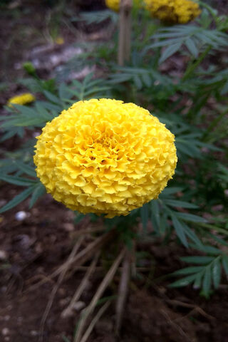 Marigold Flower