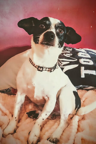 Mymainmanpuppidy