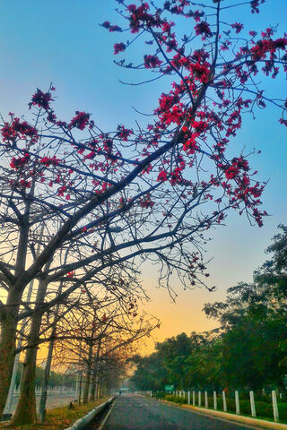 Morning