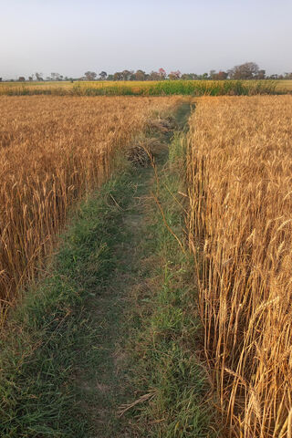 Golden Fields of Wheat ..