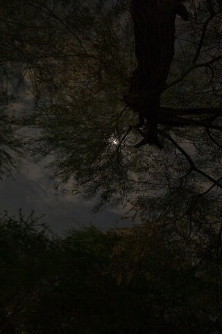 Moonlit Serenity 🌙🌳
