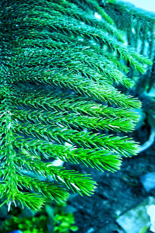 Lush Green Fern Delight..