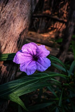 Vibrant Purple Beauty 🌸